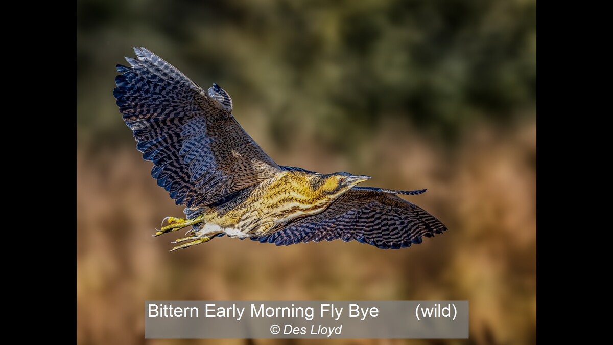 Bittern Early Morning Fly Bye